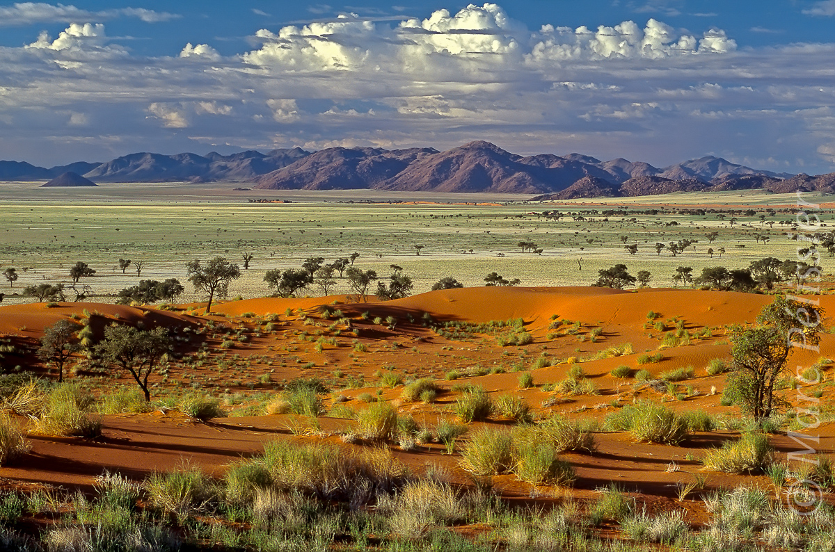 Tok Tokkie desert